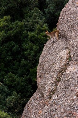 Montserrat Dağı 'ndaki dağ keçisi, Barcelona, İspanya.