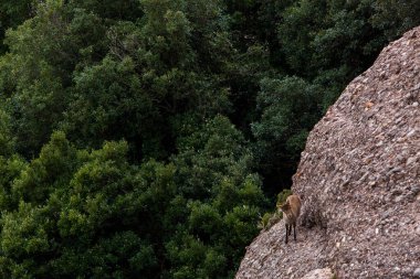 Montserrat Dağı 'ndaki dağ keçisi, Barcelona, İspanya.