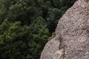 Montserrat Dağı 'ndaki dağ keçisi, Barcelona, İspanya.