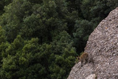 Montserrat Dağı 'ndaki dağ keçisi, Barcelona, İspanya.
