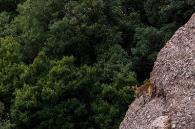 Montserrat Dağı 'ndaki dağ keçisi, Barcelona, İspanya.