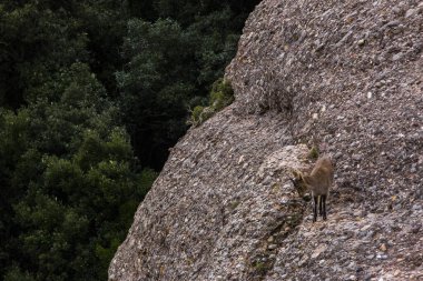 Montserrat Dağı 'ndaki dağ keçisi, Barcelona, İspanya.