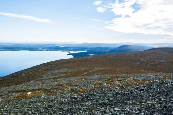 Rendieren Yllas Pallastunturi National Park Lapland Finland — Stockfoto