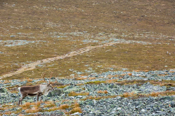 Yllas Pallastunturi Ulusal Parkı, Laponya, Finlandiya 'daki ren geyikleri