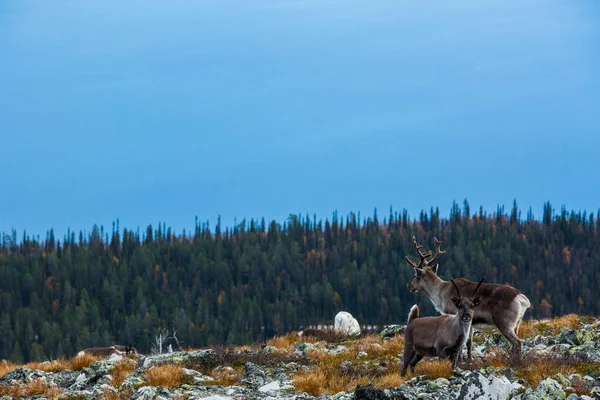 Reindeers Yllas Pallastunturi National Park Lapland Фінляндія — стокове фото