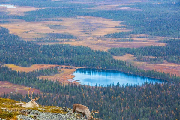 Renas Yllas Pallastunturi National Park Lapland Finlândia — Fotografia de Stock