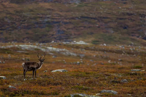 Sonbaharda Kuzey Finlandiya, Laponya 'da ren geyikleri. Avrupa.