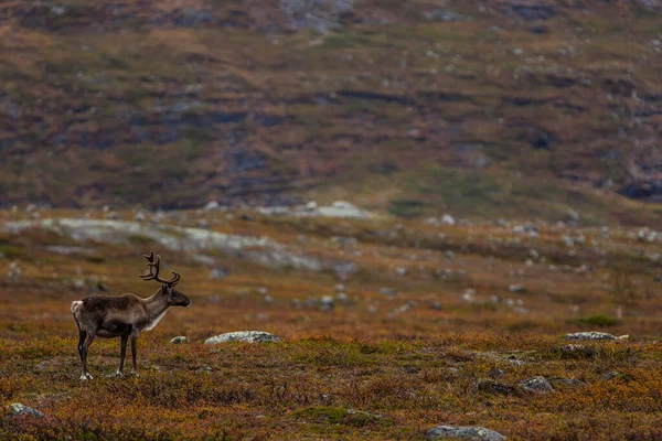 Sonbaharda Kuzey Finlandiya, Laponya 'da ren geyikleri. Avrupa.