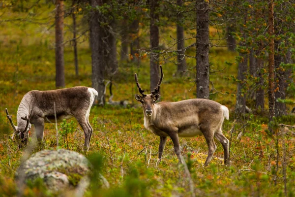 Sonbaharda Kuzey Finlandiya, Laponya 'da ren geyikleri. Avrupa.
