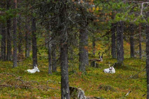 Sonbaharda Kuzey Finlandiya, Laponya 'da ren geyikleri. Avrupa.