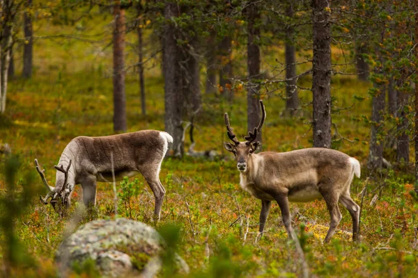 Sonbaharda Kuzey Finlandiya, Laponya 'da ren geyikleri. Avrupa.