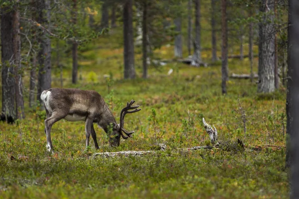 Sonbaharda Kuzey Finlandiya, Laponya 'da ren geyikleri. Avrupa.