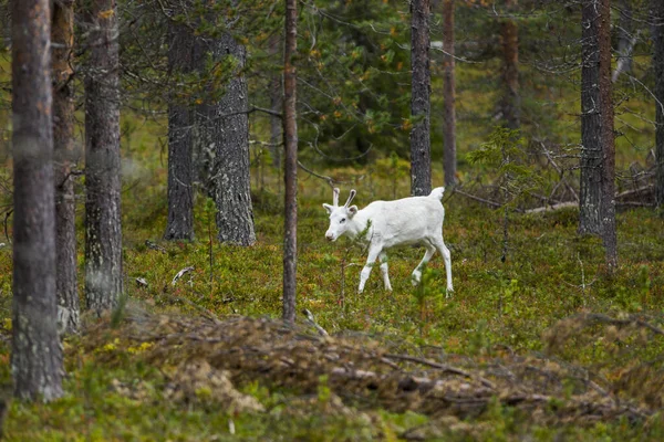 Renos Otoño Laponia Norte Finlandia Europa —  Fotos de Stock