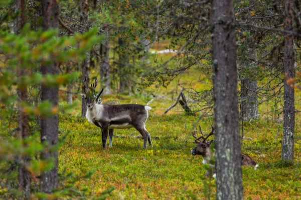 Sonbaharda Kuzey Finlandiya, Laponya 'da ren geyikleri. Avrupa.