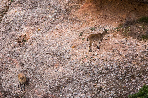 Bergziege Montserrat Barcelona Spanien — Stockfoto