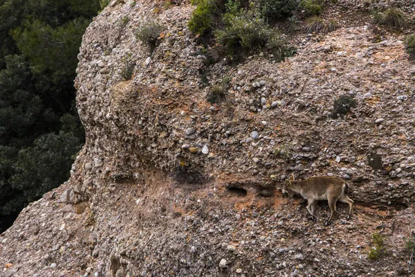 Montserrat Dağı 'ndaki dağ keçisi, Barcelona, İspanya.