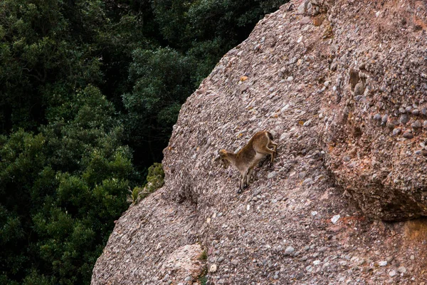 Montserrat Dağı 'ndaki dağ keçisi, Barcelona, İspanya.