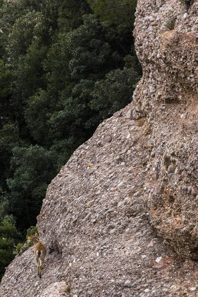 Montserrat Dağı 'ndaki dağ keçisi, Barcelona, İspanya.