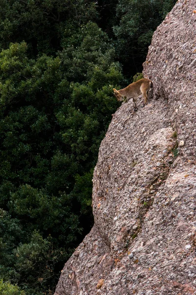 Montserrat Dağı 'ndaki dağ keçisi, Barcelona, İspanya.