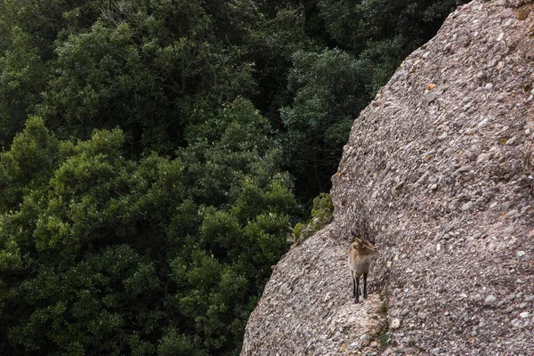 Bergsget Montserrat Berg Barcelona Spanien — Stockfoto