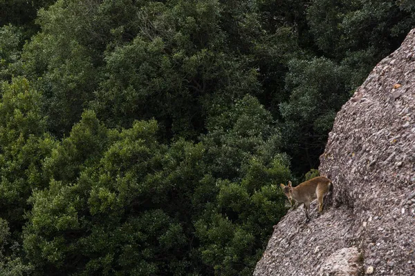 Montserrat Dağı 'ndaki dağ keçisi, Barcelona, İspanya.