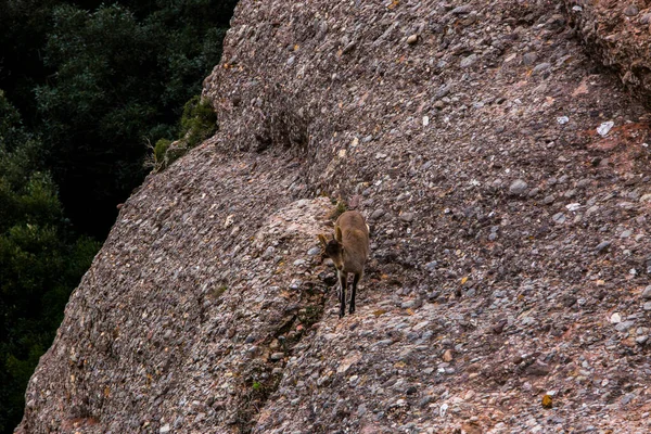 Montserrat Dağı 'ndaki dağ keçisi, Barcelona, İspanya.