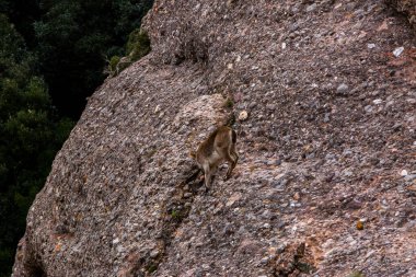 Montserrat Dağı 'ndaki dağ keçisi, Barcelona, İspanya.