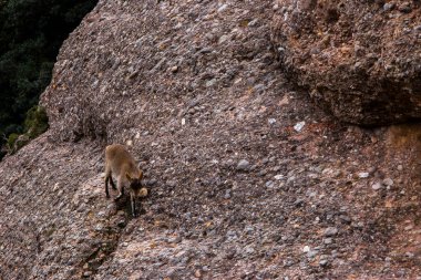 Montserrat Dağı 'ndaki dağ keçisi, Barcelona, İspanya.