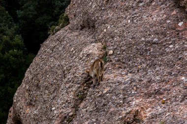 Montserrat Dağı 'ndaki dağ keçisi, Barcelona, İspanya.