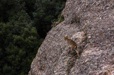 Montserrat Dağı 'ndaki dağ keçisi, Barcelona, İspanya.