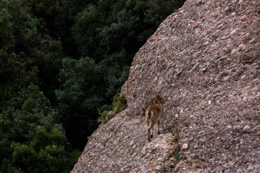Montserrat Dağı 'ndaki dağ keçisi, Barcelona, İspanya.