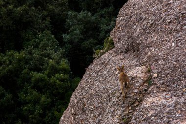 Montserrat Dağı 'ndaki dağ keçisi, Barcelona, İspanya.