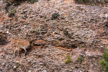 Montserrat Dağı 'ndaki dağ keçisi, Barcelona, İspanya.