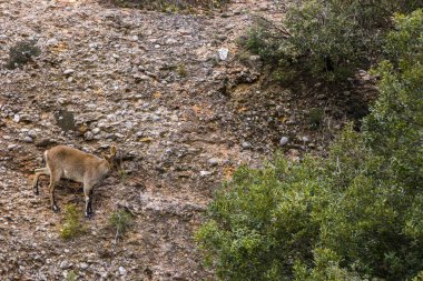 Montserrat Dağı 'ndaki dağ keçisi, Barcelona, İspanya.