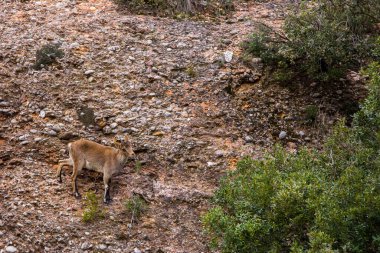 Montserrat Dağı 'ndaki dağ keçisi, Barcelona, İspanya.