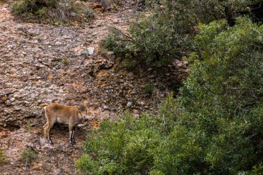 Montserrat Dağı 'ndaki dağ keçisi, Barcelona, İspanya.