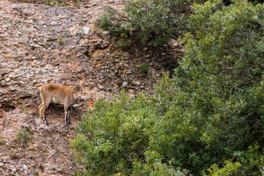 Montserrat Dağı 'ndaki dağ keçisi, Barcelona, İspanya.