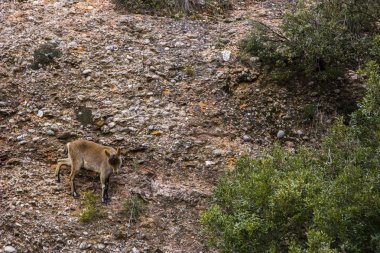 Montserrat Dağı 'ndaki dağ keçisi, Barcelona, İspanya.