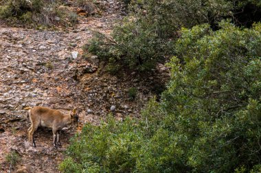 Montserrat Dağı 'ndaki dağ keçisi, Barcelona, İspanya.