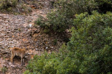 Montserrat Dağı 'ndaki dağ keçisi, Barcelona, İspanya.