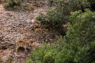 Montserrat Dağı 'ndaki dağ keçisi, Barcelona, İspanya.