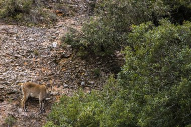 Montserrat Dağı 'ndaki dağ keçisi, Barcelona, İspanya.
