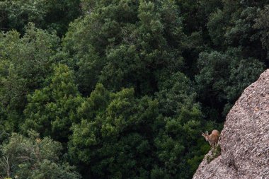 Montserrat Dağı 'ndaki dağ keçisi, Barcelona, İspanya.