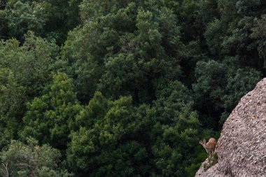 Montserrat Dağı 'ndaki dağ keçisi, Barcelona, İspanya.