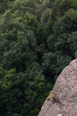 Montserrat Dağı 'ndaki dağ keçisi, Barcelona, İspanya.