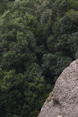Montserrat Dağı 'ndaki dağ keçisi, Barcelona, İspanya.