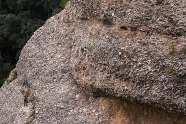 Montserrat Dağı 'ndaki dağ keçisi, Barcelona, İspanya.
