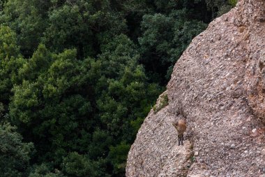 Montserrat Dağı 'ndaki dağ keçisi, Barcelona, İspanya.
