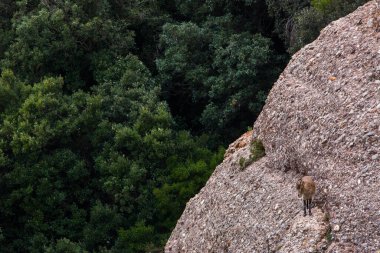 Montserrat Dağı 'ndaki dağ keçisi, Barcelona, İspanya.