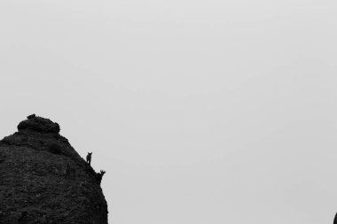 Montserrat Dağı 'ndaki dağ keçisi, Barcelona, İspanya.